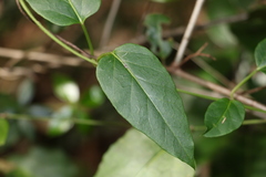 Leichhardtia longiloba