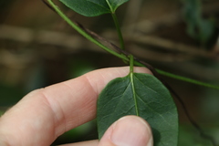 Leichhardtia longiloba
