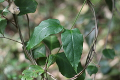 Leichhardtia longiloba