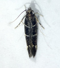Stagmatophora argyrostrepta