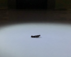 Stagmatophora argyrostrepta