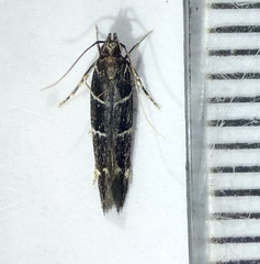 Stagmatophora argyrostrepta