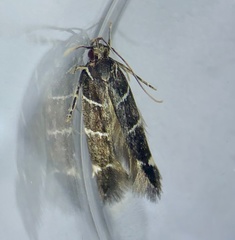 Stagmatophora argyrostrepta