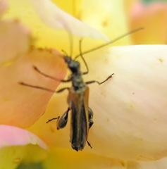 Oedemera femorata