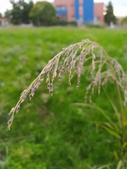Poaceae