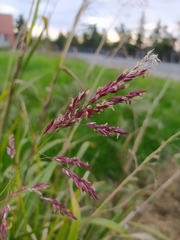 Poaceae