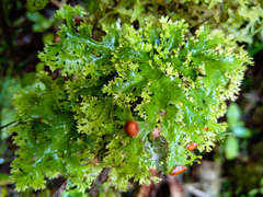 Pseudocyphellaria glabra