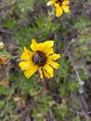 Trirhabda sericotrachyla