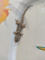 Tarentola mauritanica