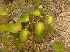 Smilax neocaledonica