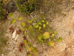 Smilax neocaledonica