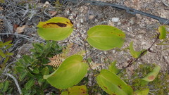Smilax neocaledonica