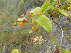 Smilax neocaledonica