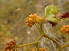 Smilax neocaledonica