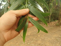 Agathis lanceolata
