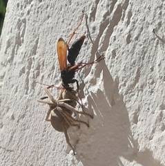 Tachypompilus ignitus