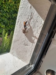 Tachypompilus ignitus