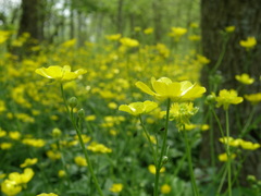Ranunculus neapolitanus