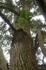 Griselinia lucida