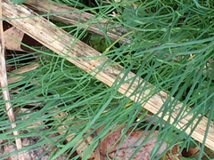 Allium schoenoprasum