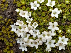 Veronica ciliolata fiordensis