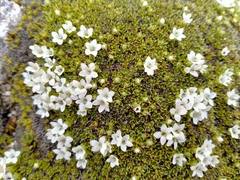 Veronica ciliolata fiordensis