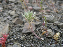 Alyssum umbellatum