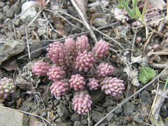 Sedum hispanicum