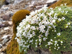 Veronica ciliolata fiordensis