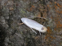 Paraleucoptera