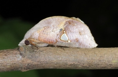 Pterogonia cardinalis