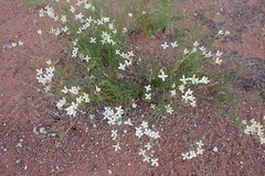 Kohautia caespitosa