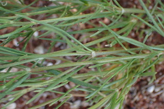 Kohautia caespitosa