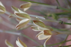 Kohautia caespitosa