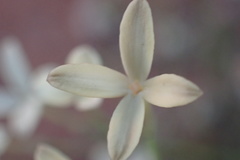 Kohautia caespitosa