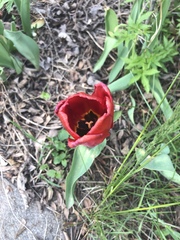 Tulipa