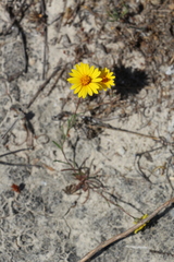 Pentachaeta aurea aurea