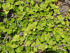 Richardia humistrata