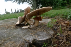Cyclocybe parasitica