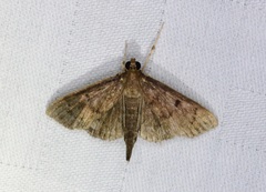 Omiodes tristrialis