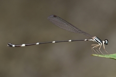 Protosticta gravelyi