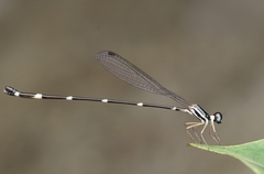 Protosticta gravelyi