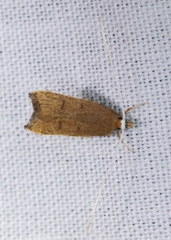 Lecitholaxa thiodora