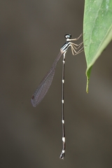 Protosticta gravelyi