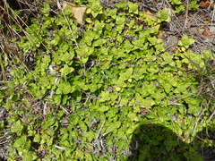 Richardia humistrata