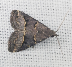 Schrankia bilineata
