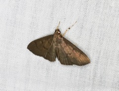 Omiodes pernitescens