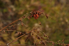Koenigia alpina