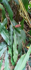 Alpinia sessiliflora