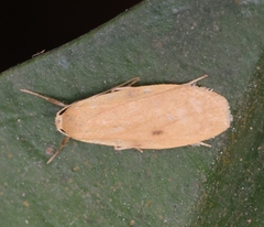 Paralithosia shaowuica